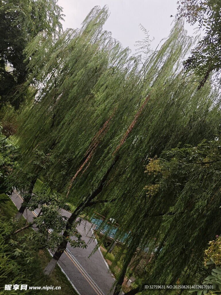 垂柳依依 