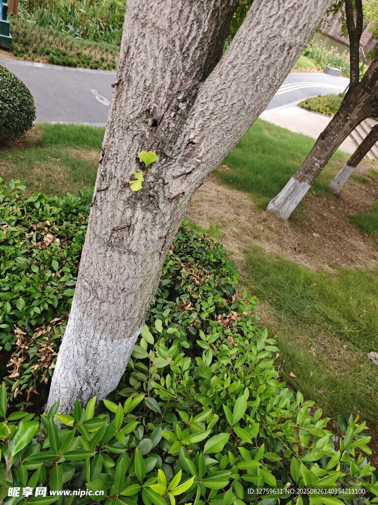 树干旁的翠绿植物景观