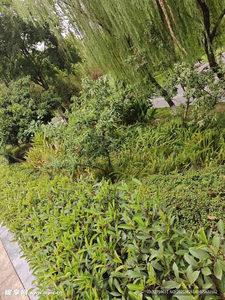 绿意盎然的街边绿植景观