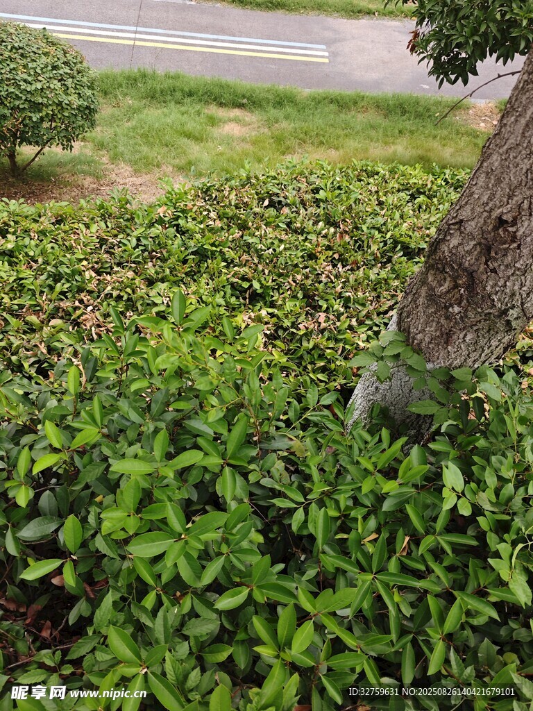 绿意盎然的路边绿植景观