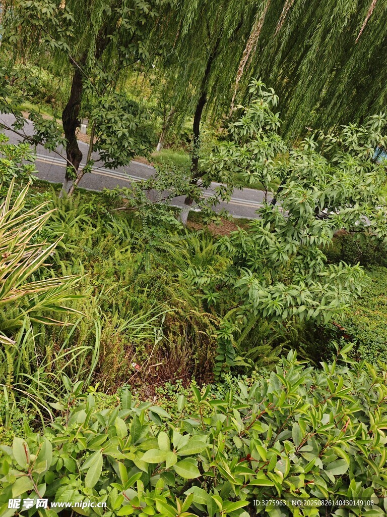 绿意盎然的林间小道