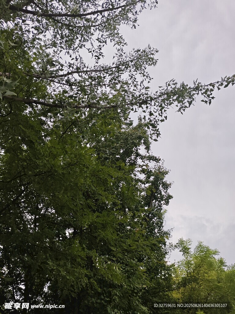 繁茂绿树映衬灰白天空