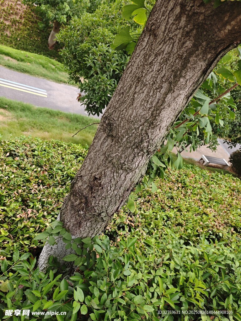 树干旁的繁茂绿植