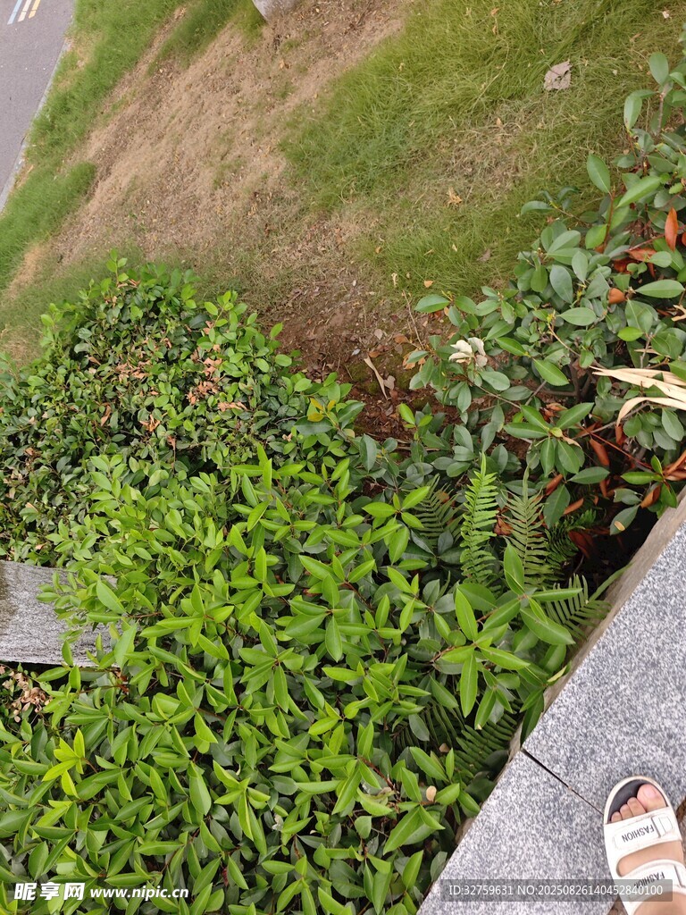 路边嫩绿植物生机盎然