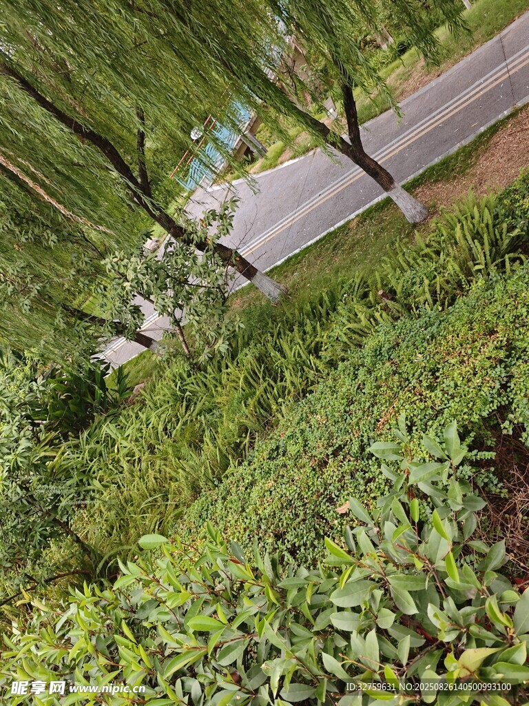 林间绿意盎然的小路