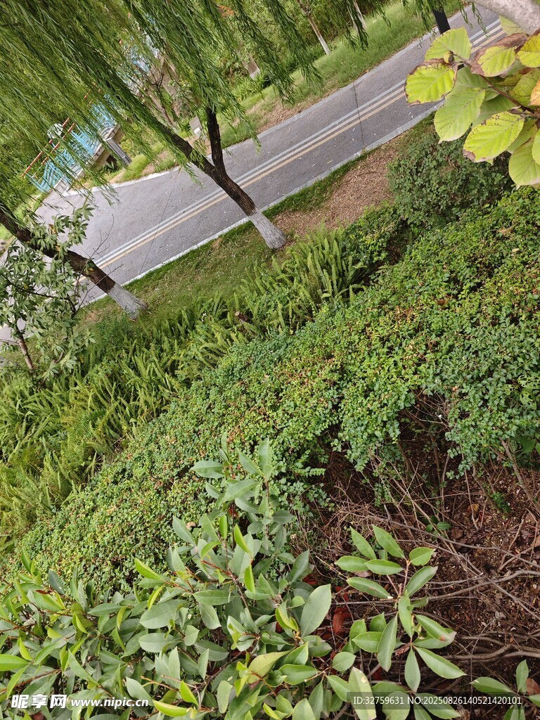 庭院绿植景观一角