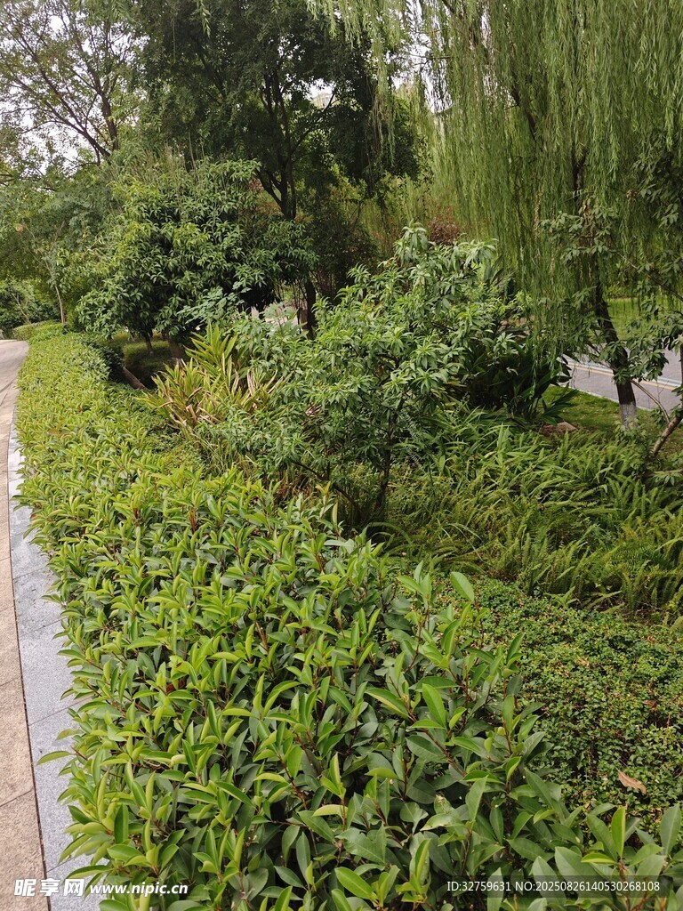绿意盎然的园林植物景观