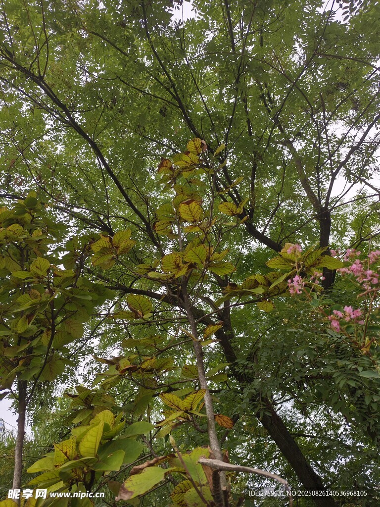 繁茂绿树展现自然生机