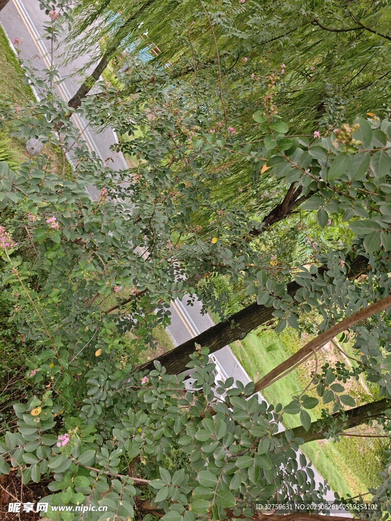 茂密森林中的树木景观