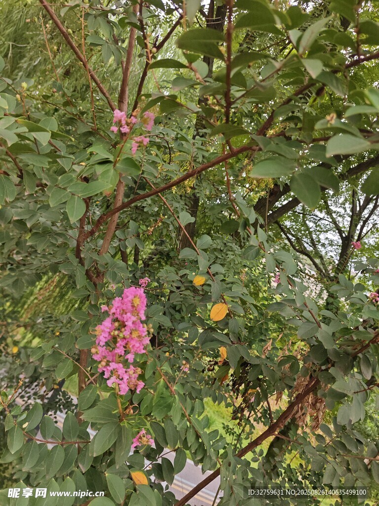 枝头绽放的娇艳粉色花朵