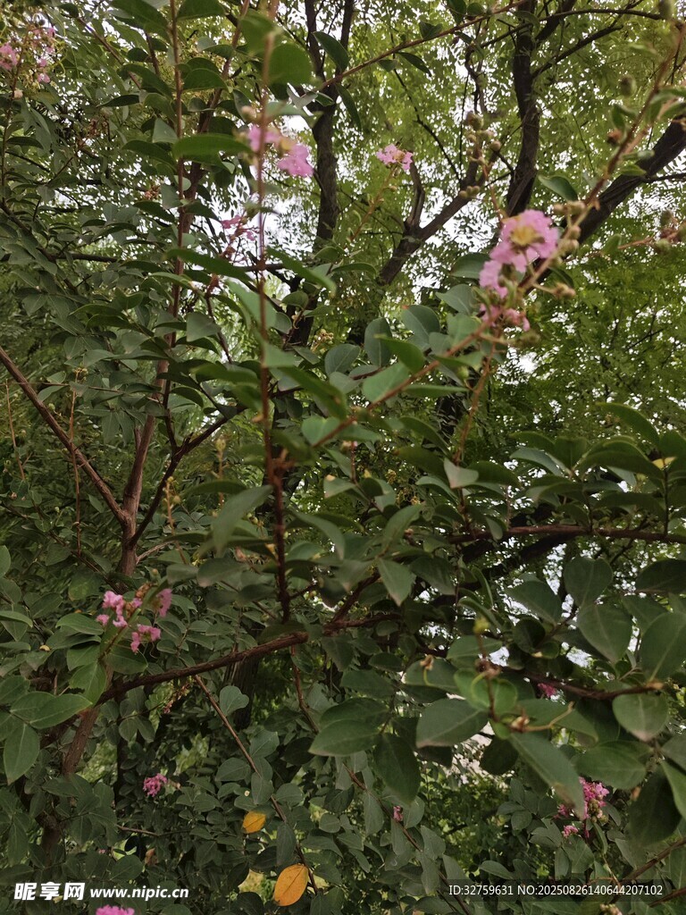 繁花绿叶间的自然景致