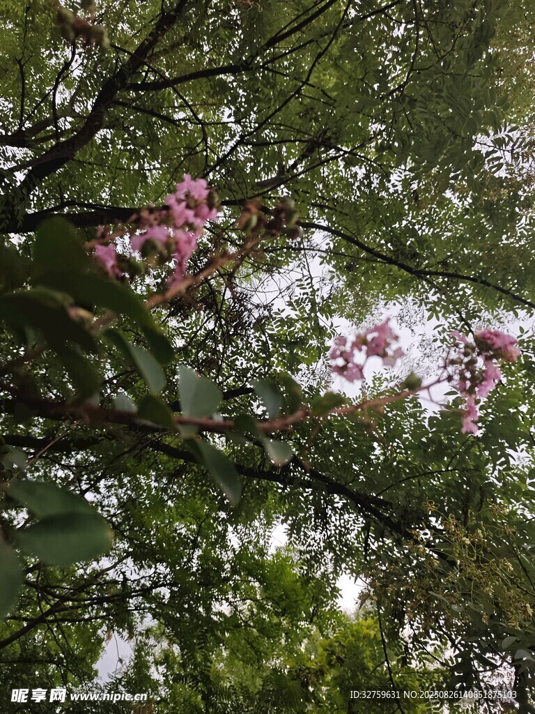 枝头繁花映绿叶