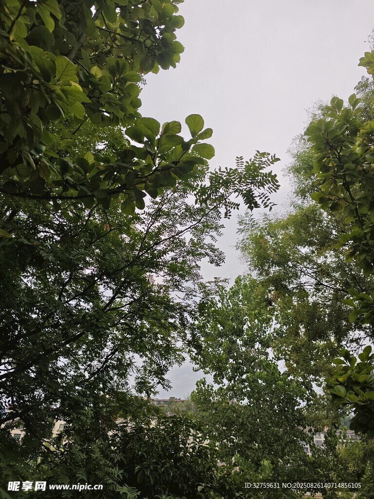 繁茂绿树