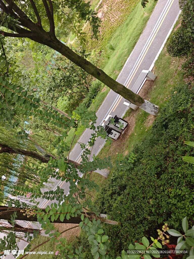 林间公路旁的绿植景观