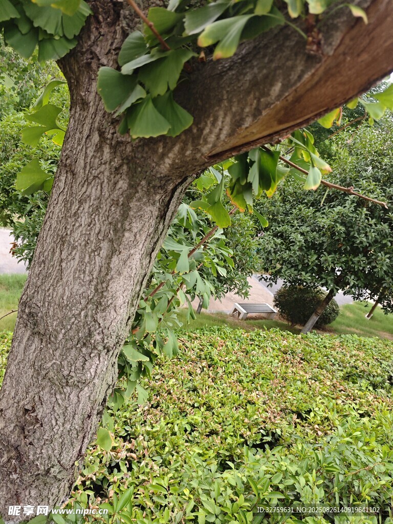 粗壮树干与繁茂绿植