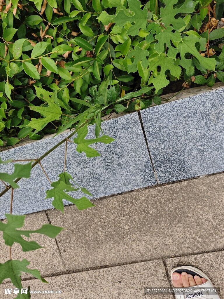 脚边绿植与石板路