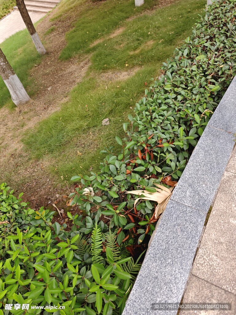 路边绿植景观