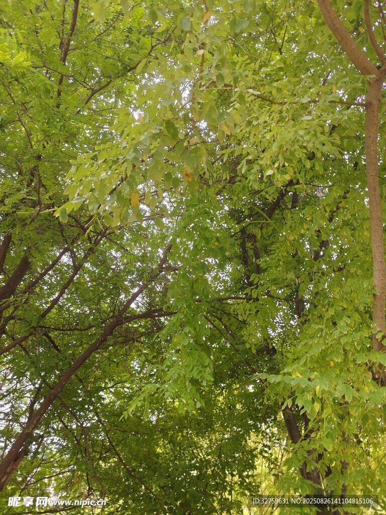 翠绿繁茂的树林景象