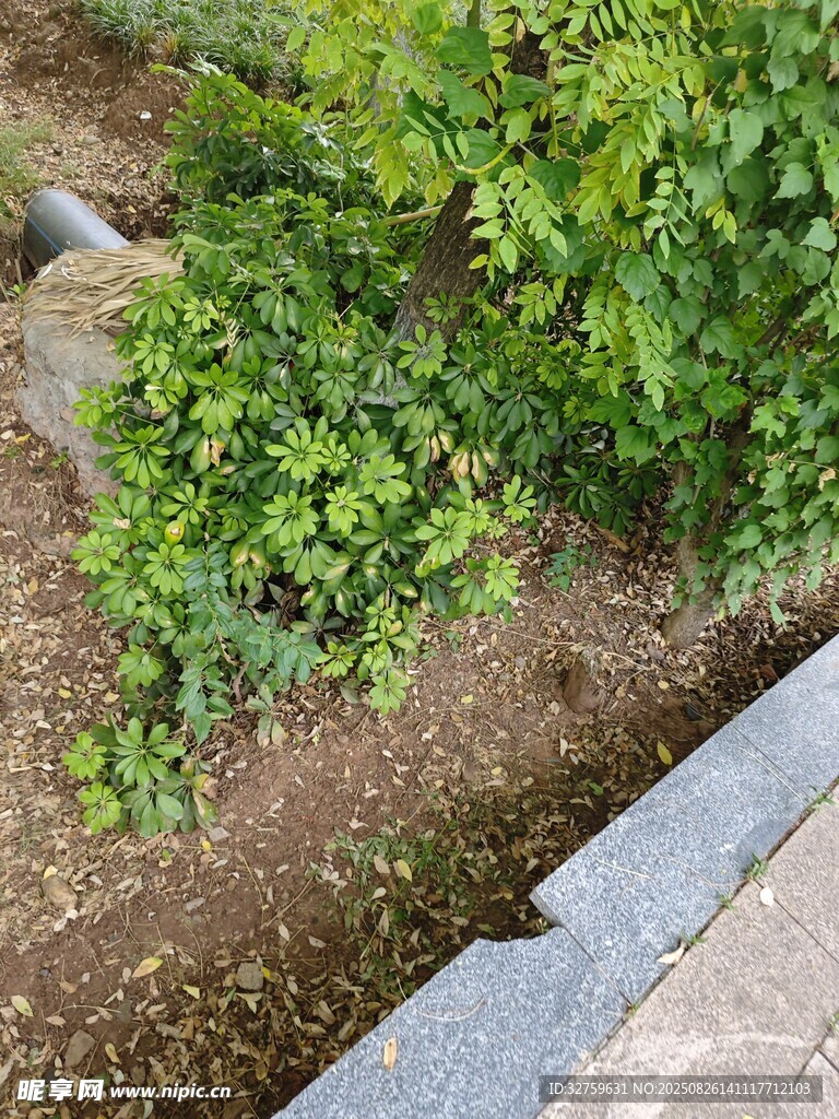 墙边绿植景观