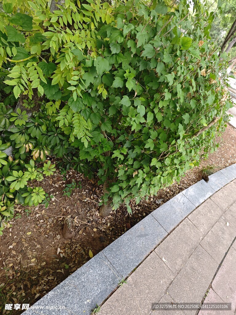 路边绿植与木质步道景观