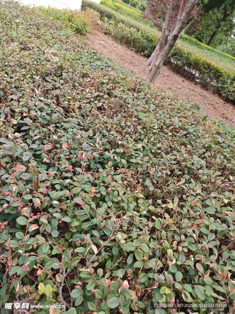 地面绿植景观