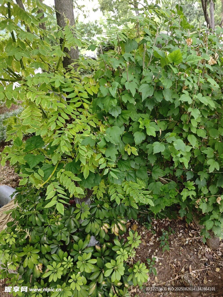 繁茂绿植景观