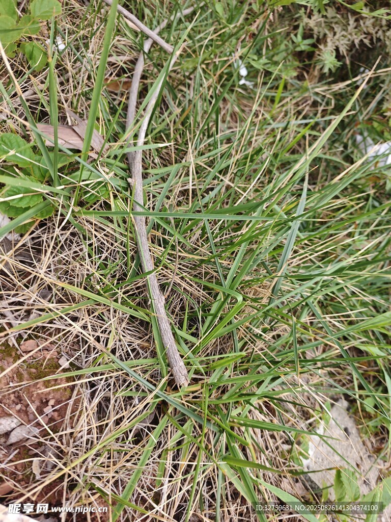 野外生长的嫩绿草本植物