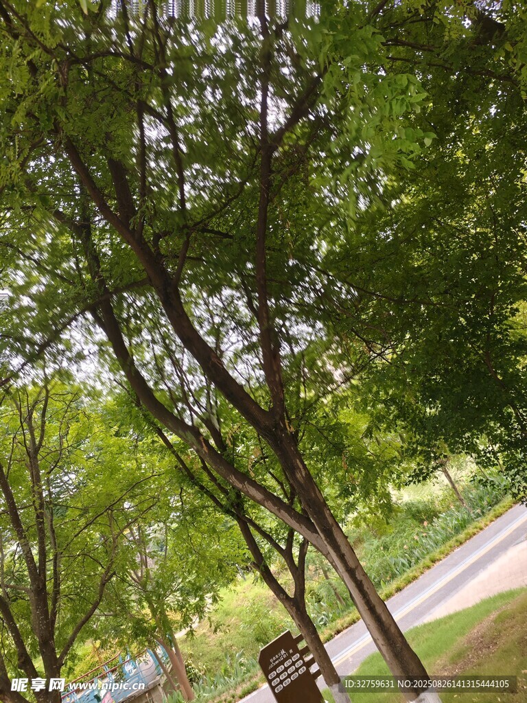 公园绿荫下的宁静景致