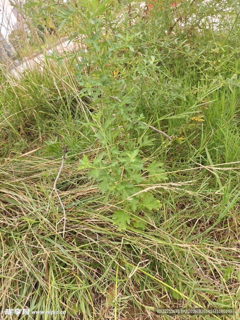 野外丛生的绿色杂草