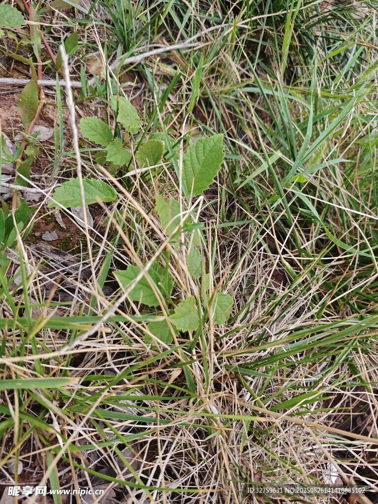 地面上的嫩绿小草