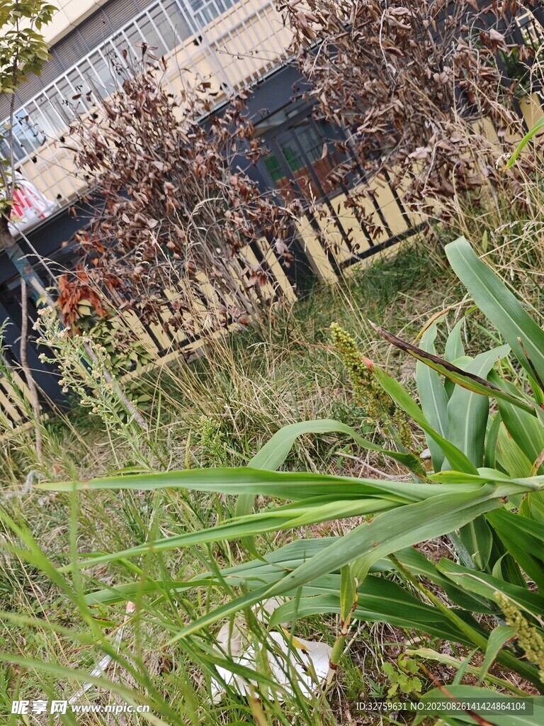 户外绿植与背景建筑景观