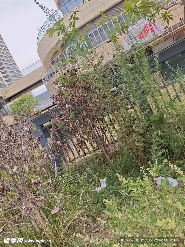 荒废角落的杂草与建筑