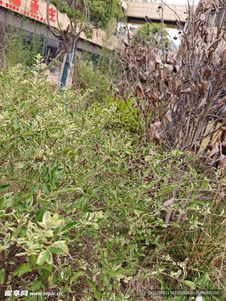 杂草丛生的荒废场景