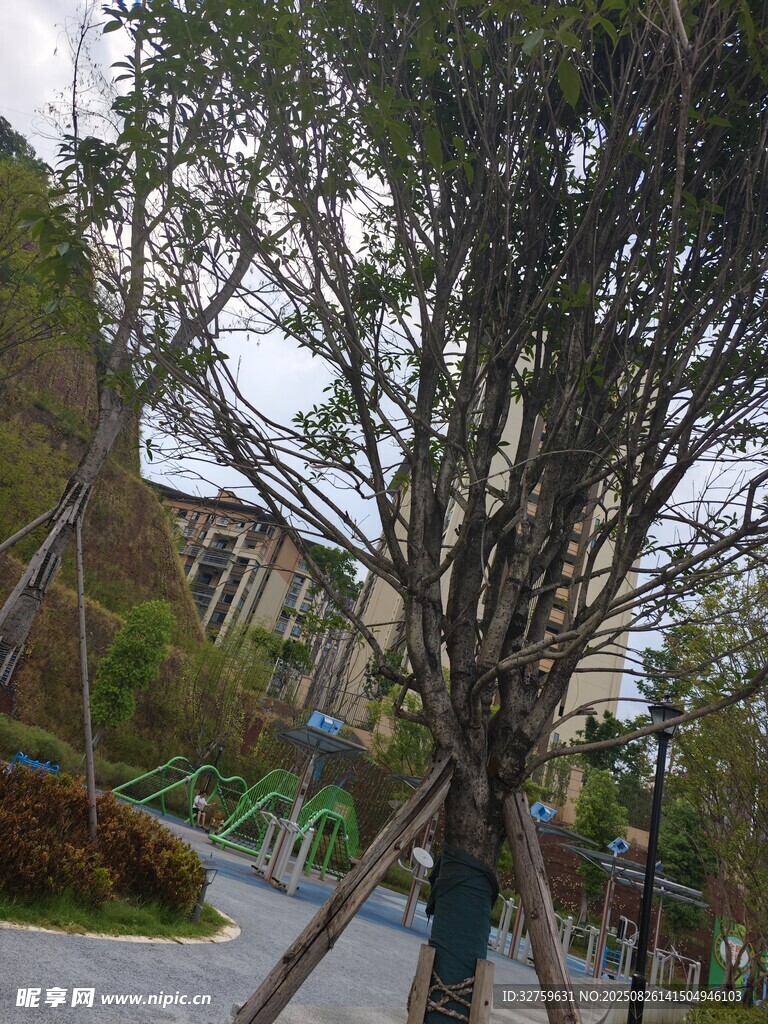 路边树木支撑加固场景