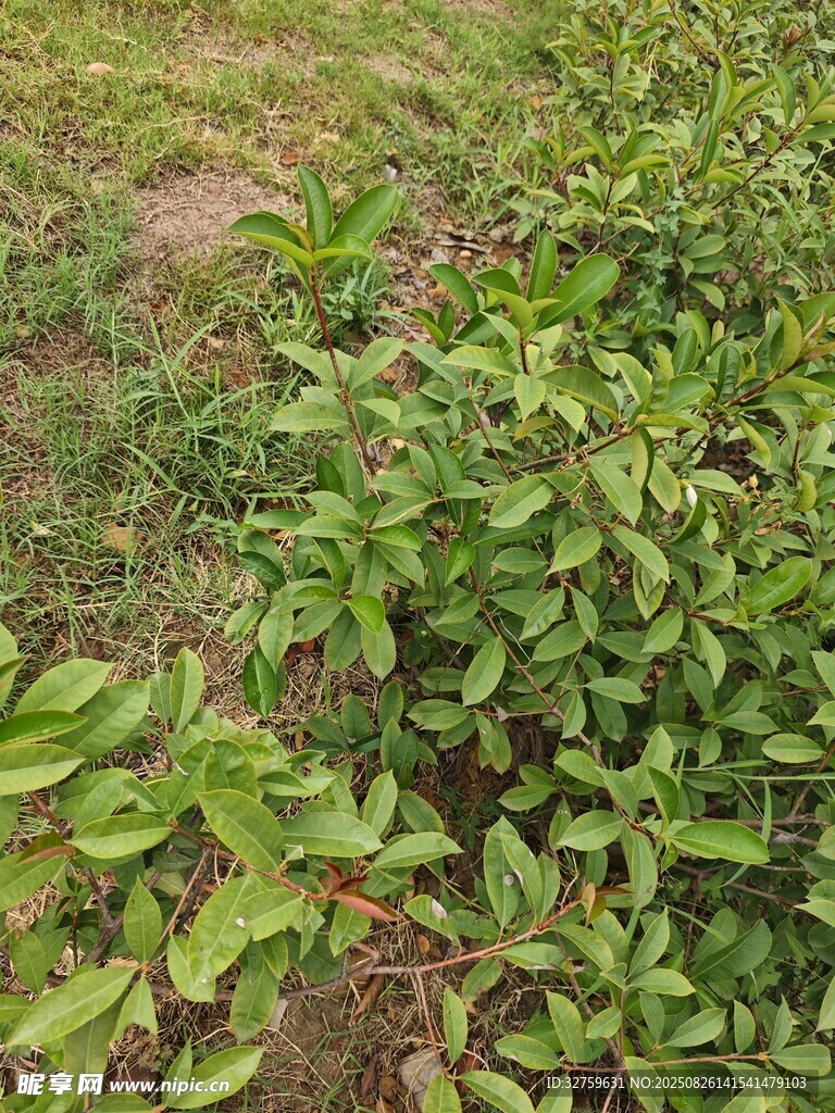 绿叶繁茂的地面植物