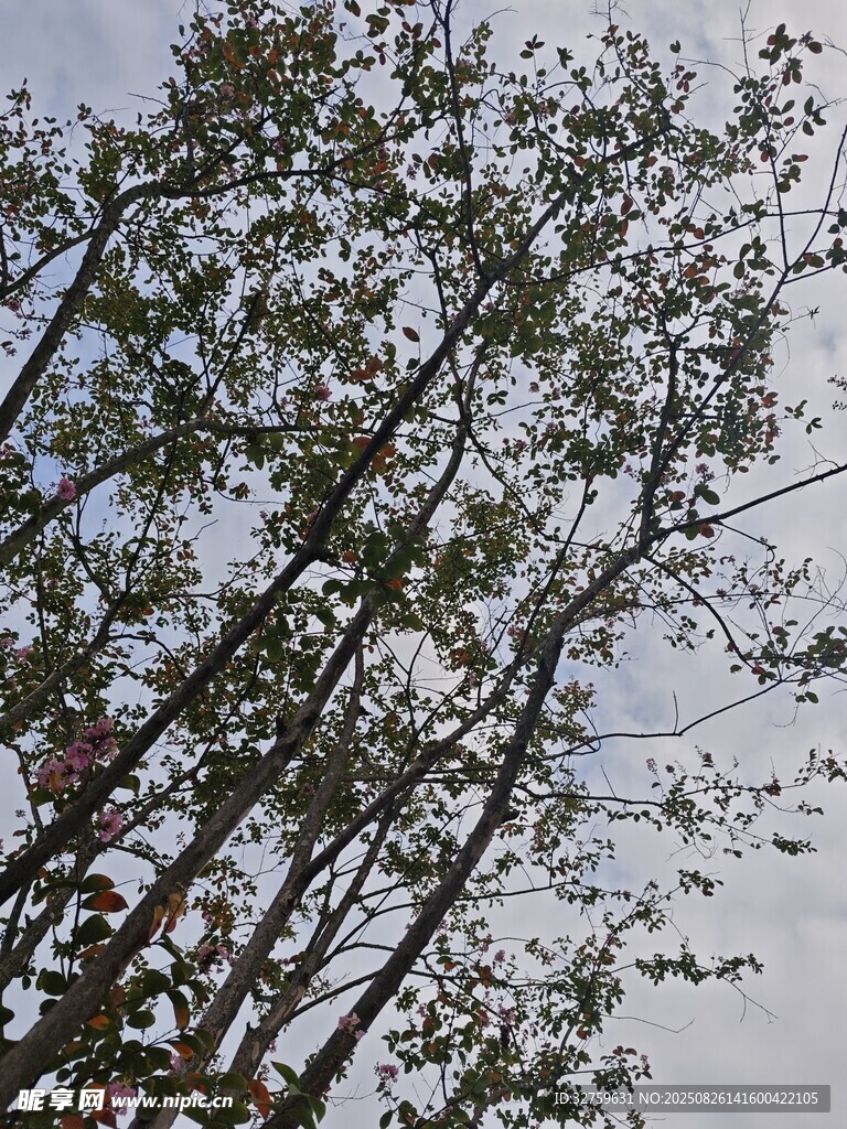 挺拔树木