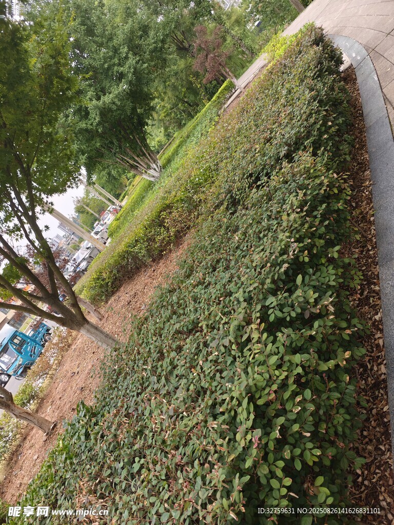 路边绿植景观