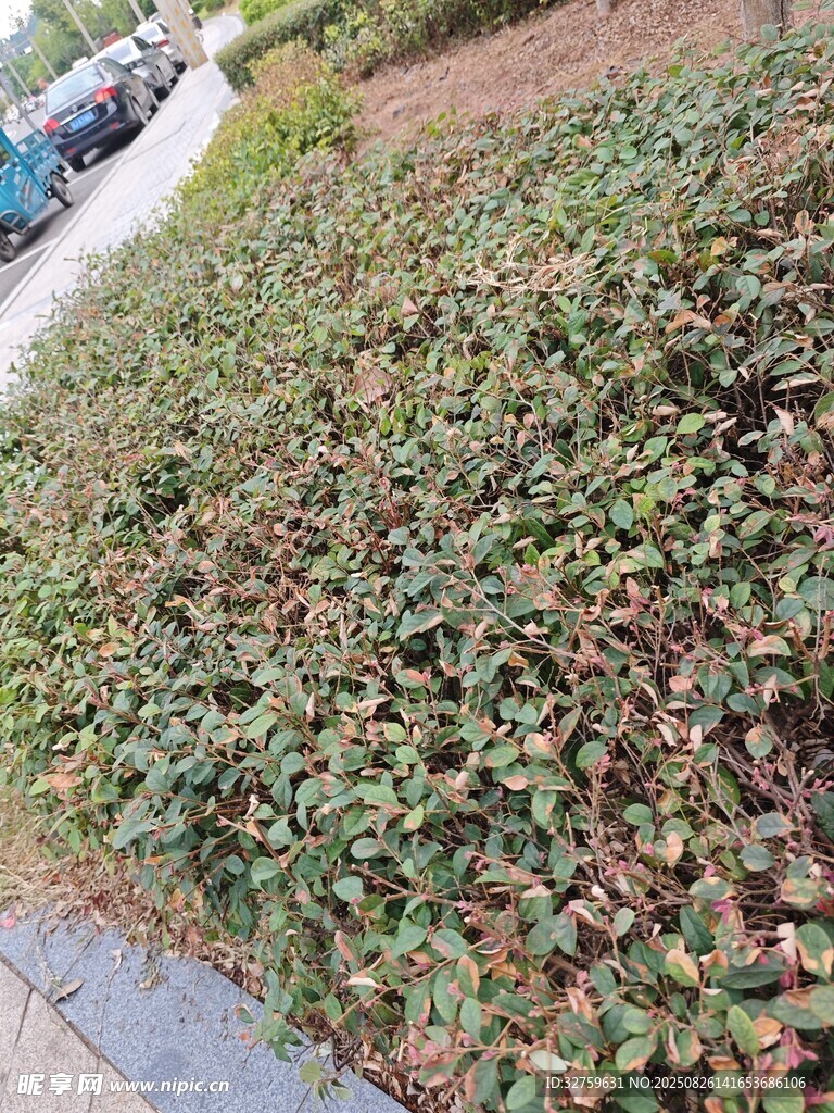 路边的多彩植物景观