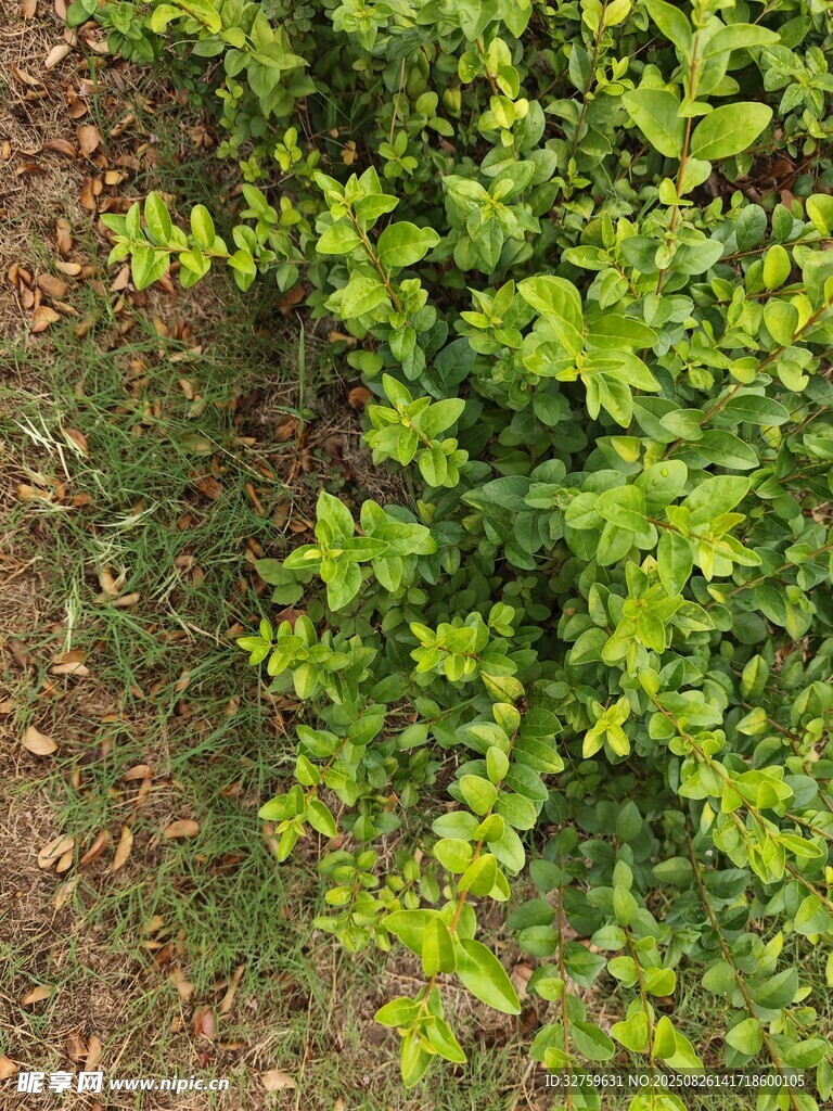 翠绿繁茂的丛生植物