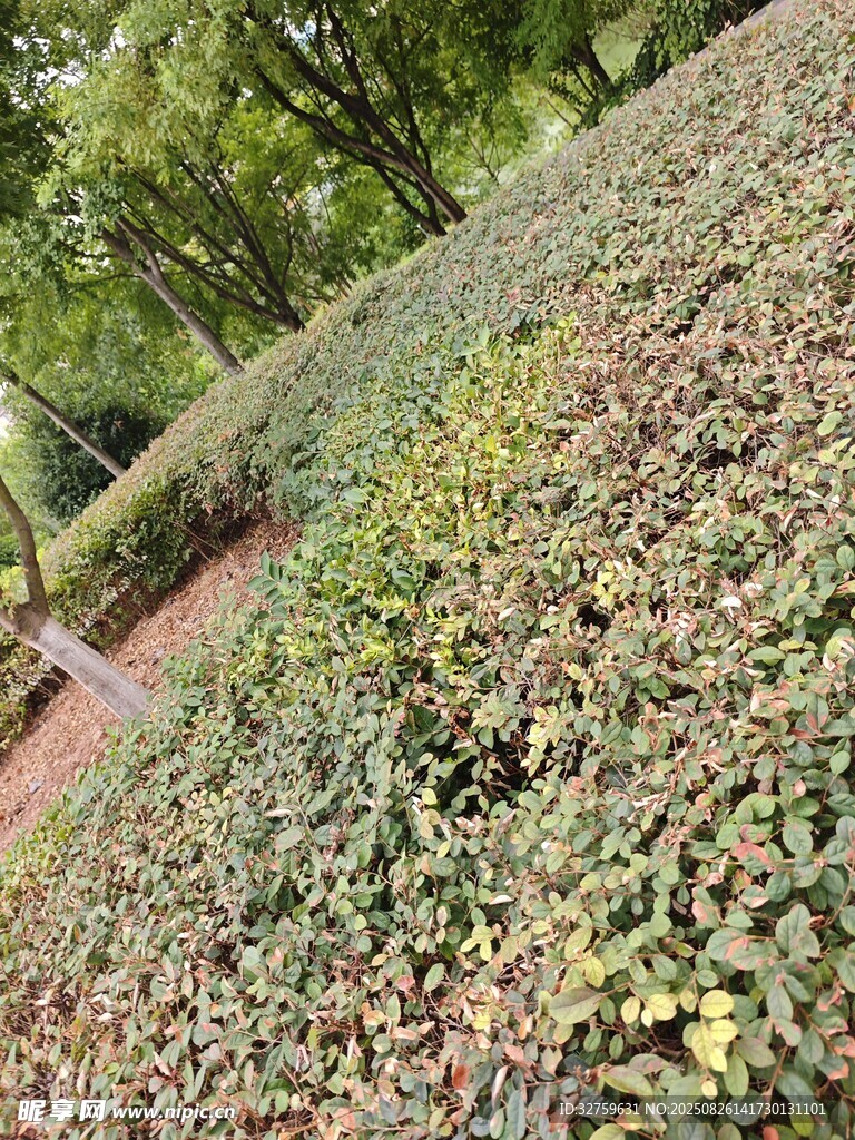 秋日园林植物景观