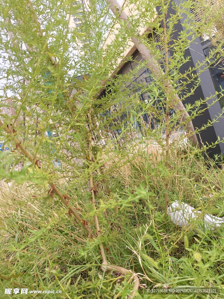 野外绿植与背景建筑景象