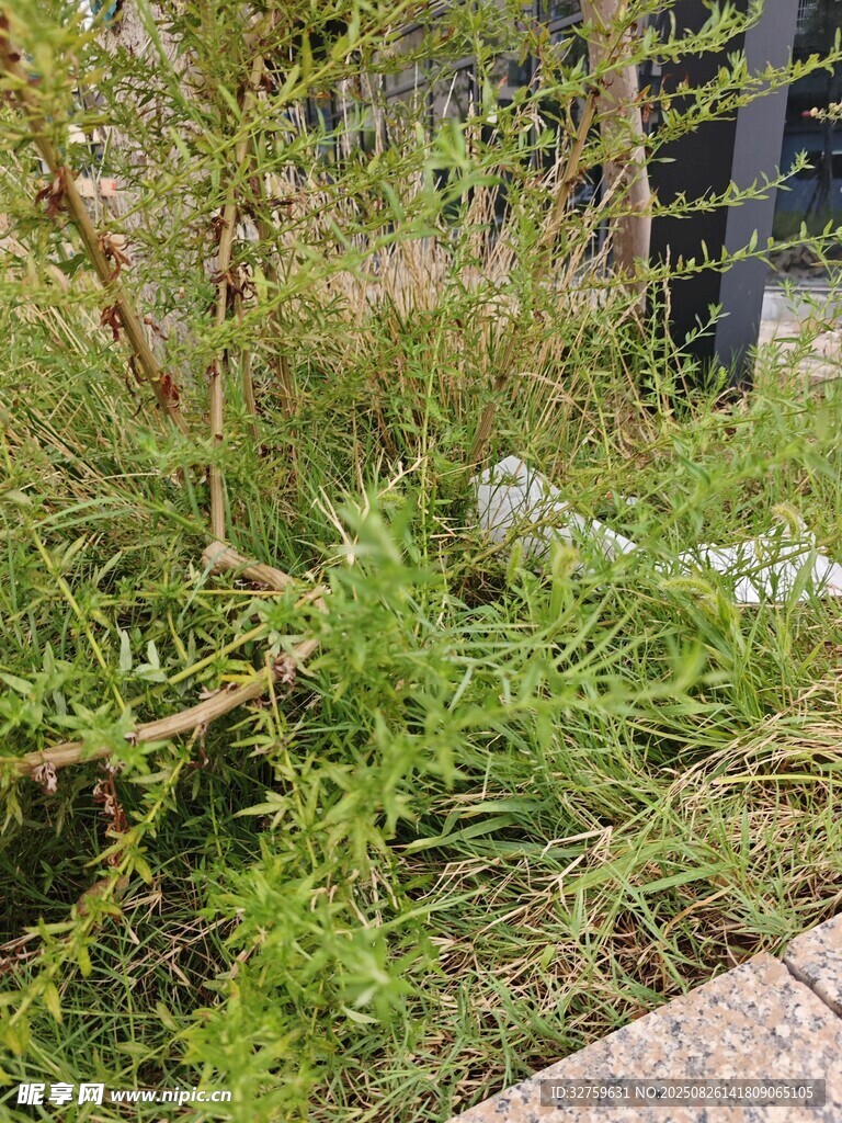 草丛中的蜥蜴