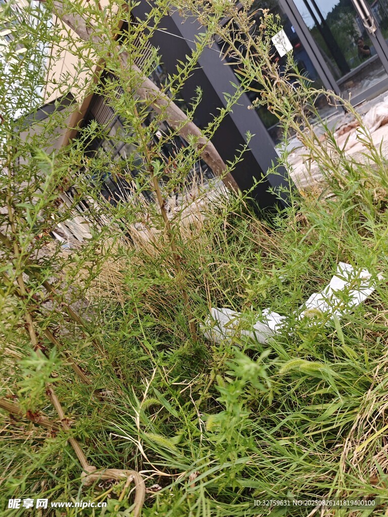 草丛中的景象