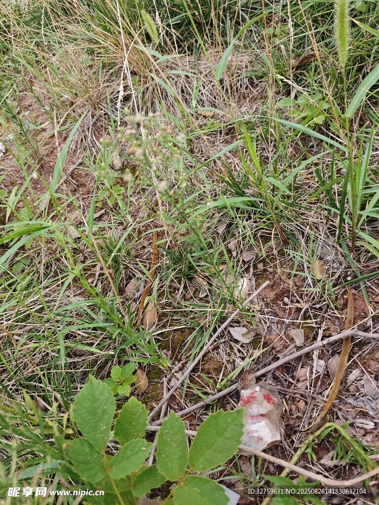 野外草地植物景象