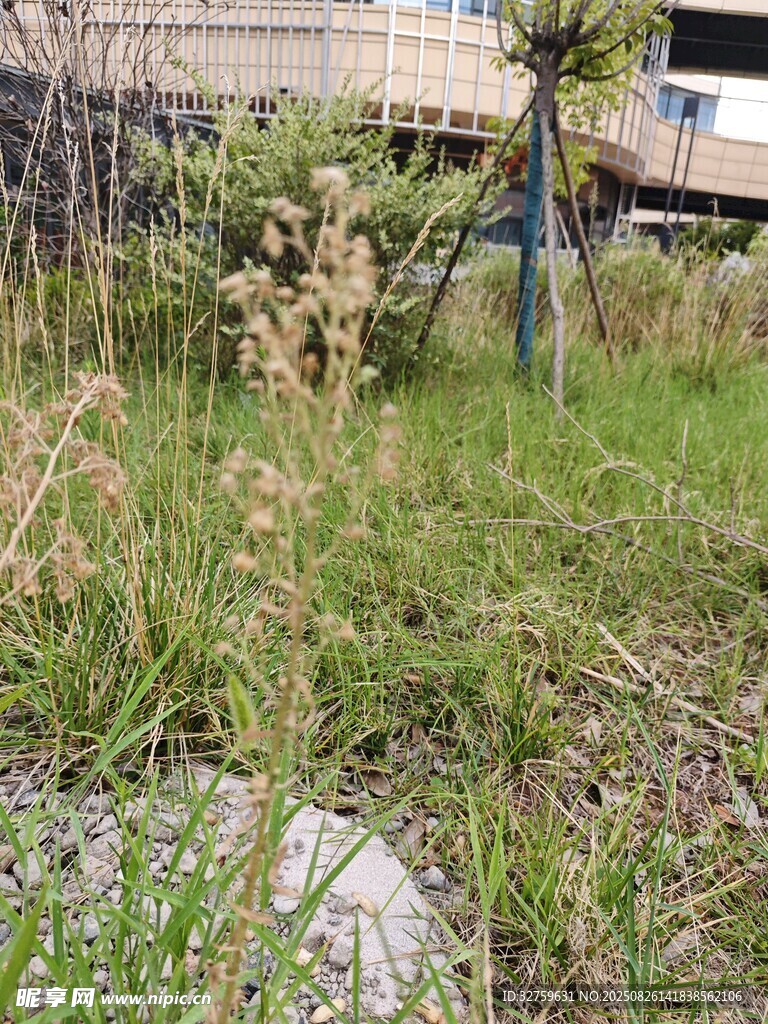户外草地及周边景致