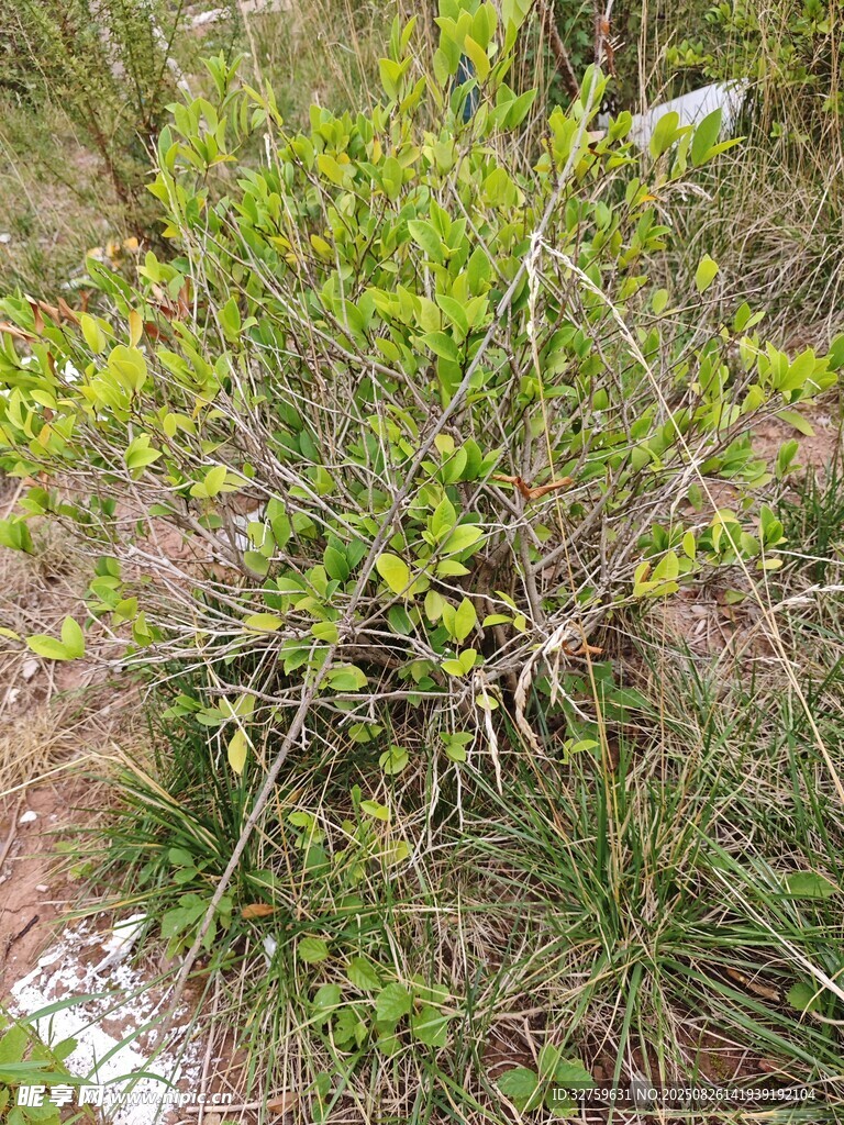 野外丛生的绿色植物