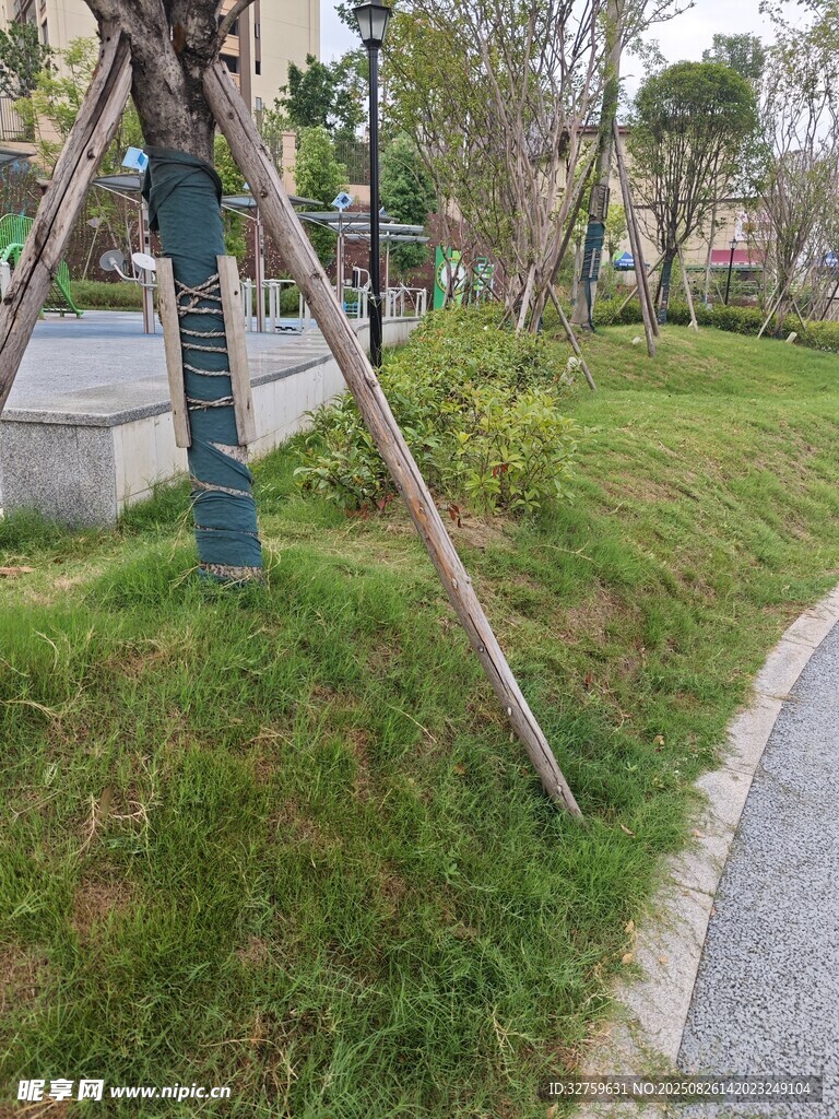 路边绿植与支撑树木景观