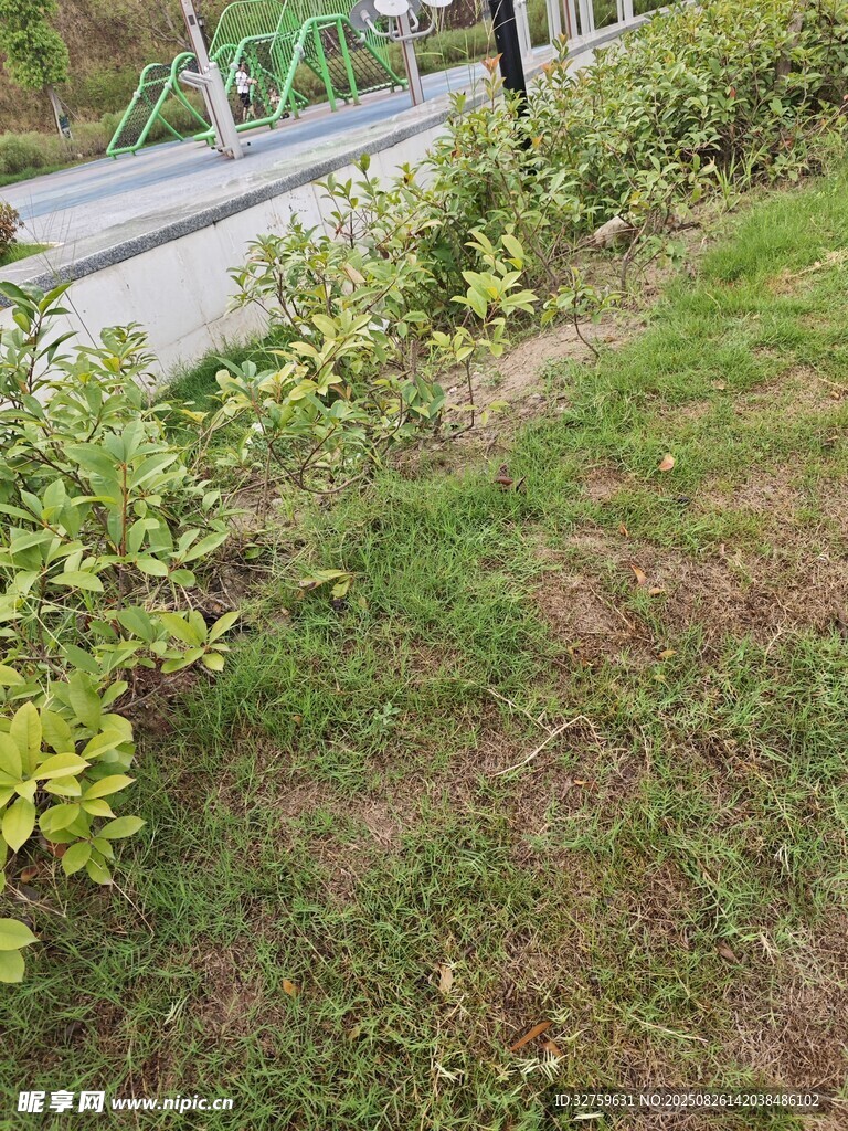 路边绿植景观