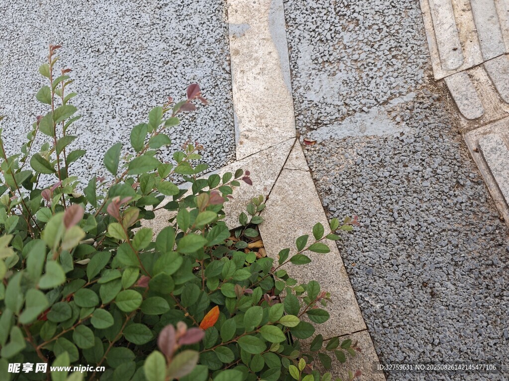 路边绿植与石板路