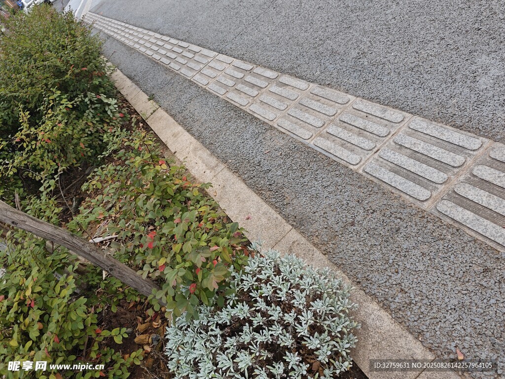 路边绿植与盲道景观